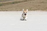 CORGI PEMBROKE 198